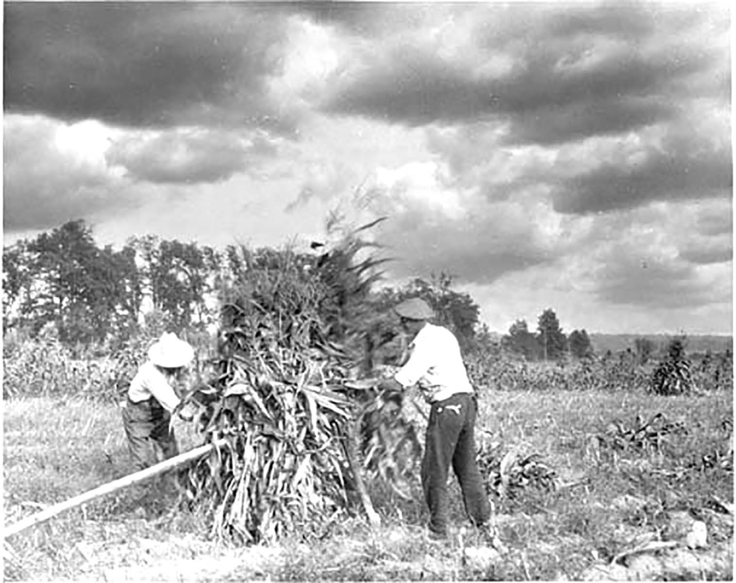 Eagle News Online Remembering Clay Farming in the 1920s